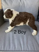 Boy 2, a male Aussiedoodle for sale in Norco, CA – 2 of 2