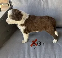 Girl 7, a female Aussiedoodle for sale in Norco, CA – 2 of 2
