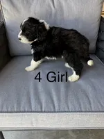 Girl 4, a female Aussiedoodle for sale in Norco, CA – 2 of 2