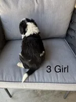 Girl 3, a female Aussiedoodle for sale in Norco, CA – 2 of 2