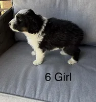 Girl 6, a female Aussiedoodle for sale in Norco, CA – 2 of 2