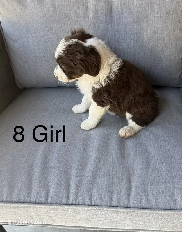 Girl 8 – Aussiedoodle puppy for sale in Norco, CA