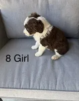Girl 8, a female Aussiedoodle for sale in Norco, CA – 1 of 1