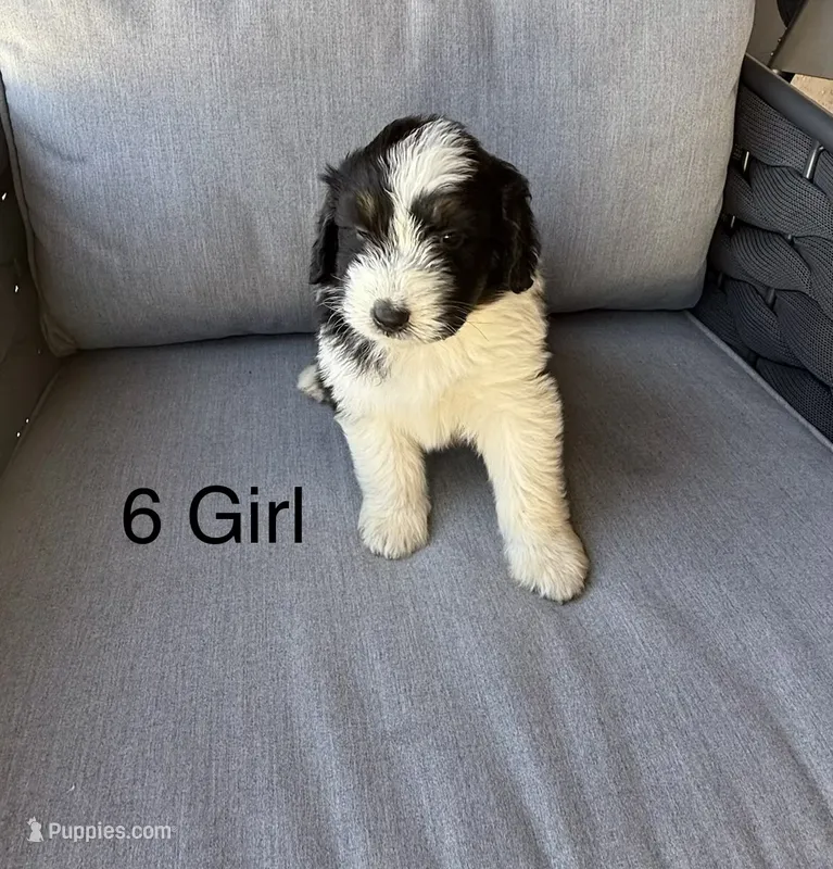 Girl 6 – Aussiedoodle puppy for sale in Norco, CA