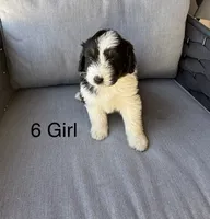 Girl 6, a female Aussiedoodle for sale in Norco, CA – 1 of 2