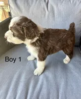 Boy 1, a male Aussiedoodle for sale in Norco, CA – 2 of 2