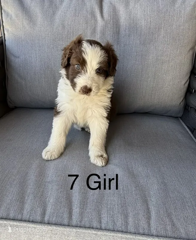 Girl 7 – Aussiedoodle puppy for sale in Norco, CA