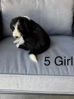 Girl 5, a female Aussiedoodle for sale in Norco, CA – 2 of 2
