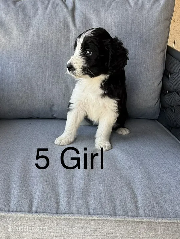 Girl 5 – Aussiedoodle puppy for sale in Norco, CA