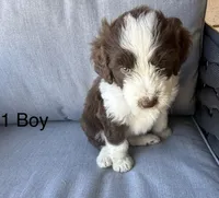 Boy 1, a male Aussiedoodle for sale in Norco, CA – 1 of 2