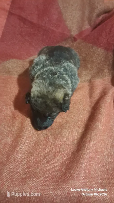 LIME – Belgian Malinois, German Shepherd Dog puppy for sale in Greensboro, NC