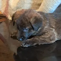 RED, a male Belgian Malinois and German Shepherd Dog for sale in Greensboro, NC – Photo 2 of 3