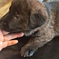 RED, a male Belgian Malinois and German Shepherd Dog for sale in Greensboro, NC – Photo 1 of 3