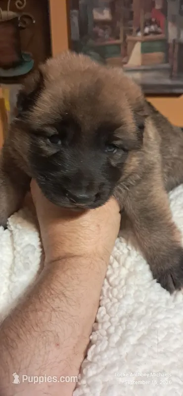 SOLO – Belgian Malinois, German Shepherd Dog puppy for sale in Greensboro, NC