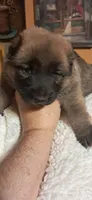 SOLO, a female Belgian Malinois and German Shepherd Dog for sale in Greensboro, NC – 1 of 3