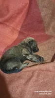 BROWN, a male Belgian Malinois and German Shepherd Dog for sale in Greensboro, NC – 3 of 6