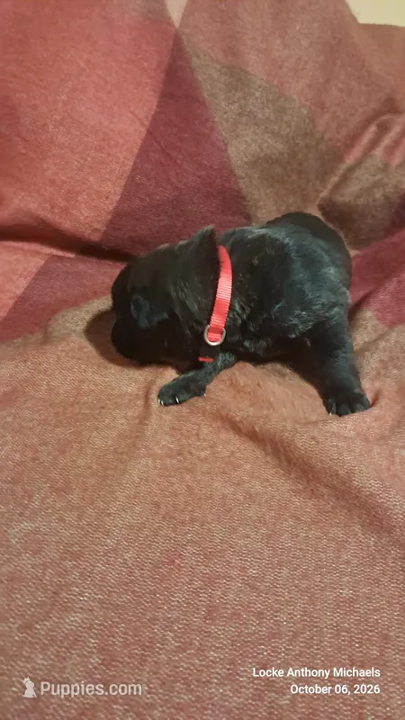 RED – Belgian Malinois, German Shepherd Dog puppy for sale in Greensboro, NC