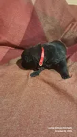 RED, a male Belgian Malinois and German Shepherd Dog for sale in Greensboro, NC – 1 of 5