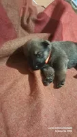 ORANGE, a male Belgian Malinois and German Shepherd Dog for sale in Greensboro, NC – 3 of 5