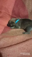 CAROLINA BLUE, a female Belgian Malinois and German Shepherd Dog for sale in Greensboro, NC – 4 of 5
