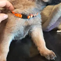 ORANGE, a male Belgian Malinois and German Shepherd Dog for sale in Greensboro, NC – Photo 2 of 3