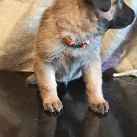 ORANGE, a male Belgian Malinois and German Shepherd Dog for sale in Greensboro, NC – Photo 3 of 3