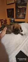 SOLO, a female Belgian Malinois and German Shepherd Dog for sale in Greensboro, NC – 3 of 3