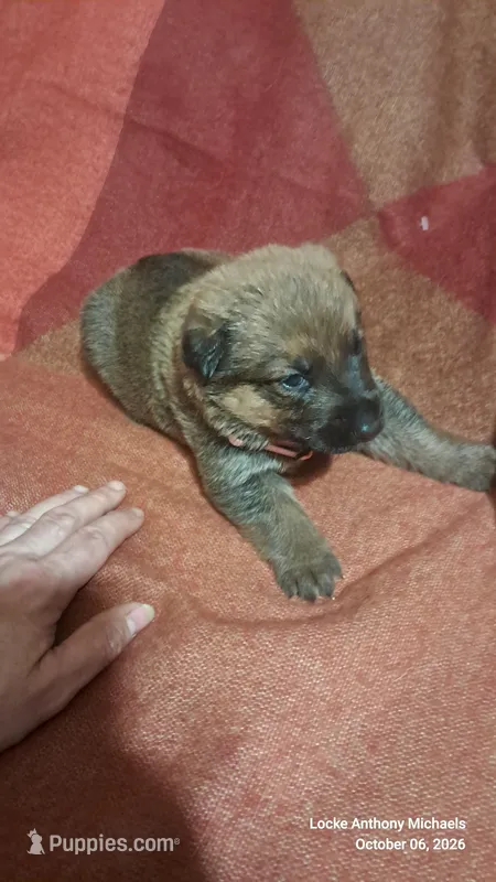 PINK – Belgian Malinois, German Shepherd Dog puppy for sale in Greensboro, NC