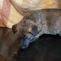 BROWN, a female Belgian Malinois and German Shepherd Dog for sale in Greensboro, NC – Photo 2 of 3
