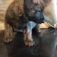 BROWN, a female Belgian Malinois and German Shepherd Dog for sale in Greensboro, NC – Photo 3 of 3
