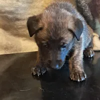 BROWN, a female Belgian Malinois and German Shepherd Dog for sale in Greensboro, NC – Photo 1 of 3
