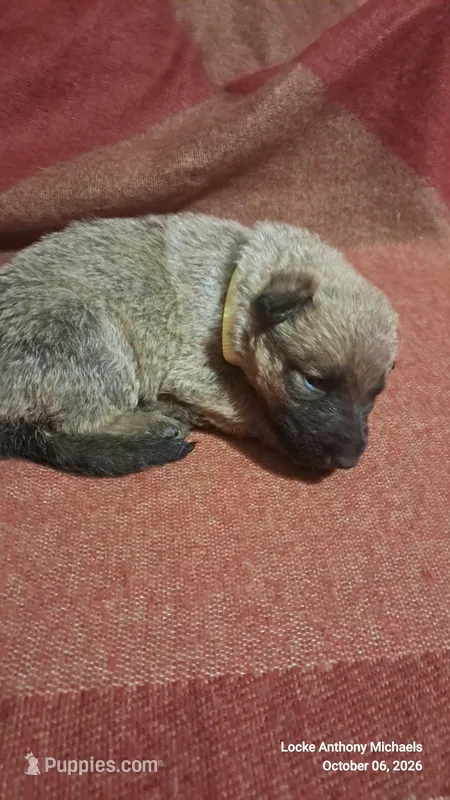 YELLOW – Belgian Malinois puppy for sale in Greensboro, NC