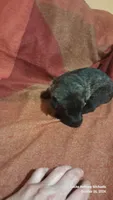 LAVENDER, a female Belgian Malinois and German Shepherd Dog for sale in Greensboro, NC – 4 of 5