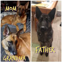 LIME, a female Belgian Malinois and German Shepherd Dog for sale in Greensboro, NC – 5 of 5