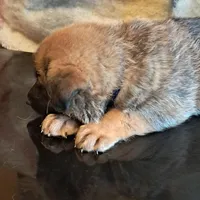 BLUE, a male Belgian Malinois and German Shepherd Dog for sale in Greensboro, NC – Photo 2 of 3