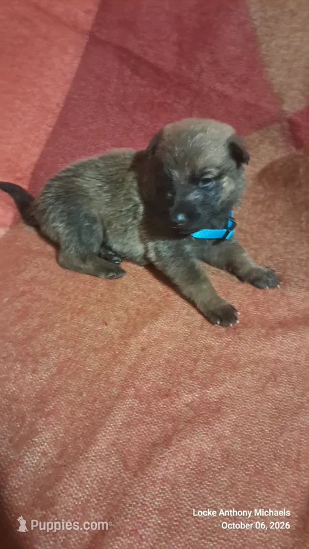 CAROLINA BLUE – Belgian Malinois, German Shepherd Dog puppy for sale in Greensboro, NC