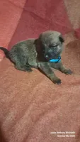 CAROLINA BLUE, a female Belgian Malinois and German Shepherd Dog for sale in Greensboro, NC – 1 of 5