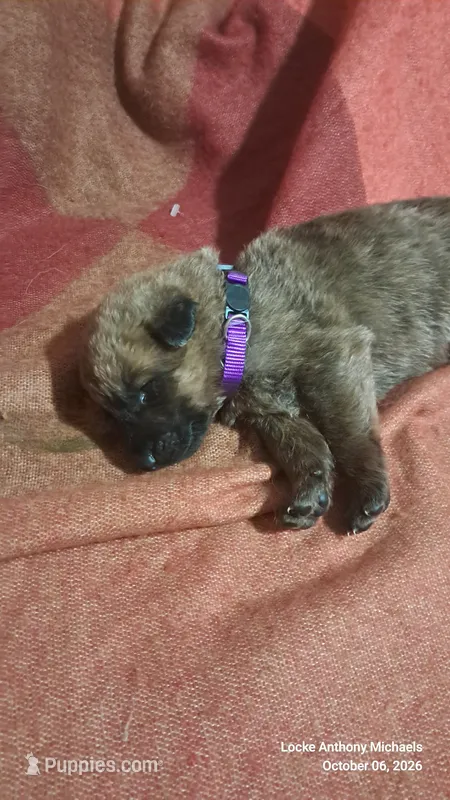 PURPLE – Belgian Malinois, German Shepherd Dog puppy for sale in Greensboro, NC