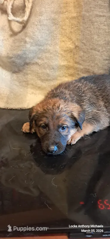 GREEN, a male Belgian Malinois and German Shepherd Dog for sale in Greensboro, NC – Photo 1 of 3