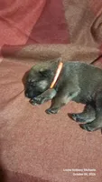 ORANGE, a male Belgian Malinois and German Shepherd Dog for sale in Greensboro, NC – 4 of 5