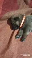 ORANGE, a male Belgian Malinois and German Shepherd Dog for sale in Greensboro, NC – 1 of 5