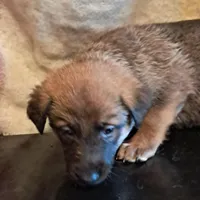 PINK, a female Belgian Malinois and German Shepherd Dog for sale in Greensboro, NC – Photo 1 of 3