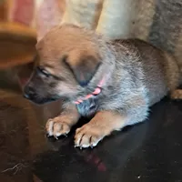 PINK, a female Belgian Malinois and German Shepherd Dog for sale in Greensboro, NC – Photo 3 of 3