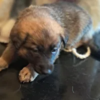 LIME, a female Belgian Malinois and German Shepherd Dog for sale in Greensboro, NC – Photo 2 of 3