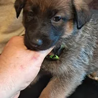 LIME, a female Belgian Malinois and German Shepherd Dog for sale in Greensboro, NC – Photo 1 of 3