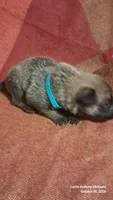 CAROLINA BLUE, a female Belgian Malinois and German Shepherd Dog for sale in Greensboro, NC – 3 of 5