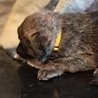 YELLOW, a female Belgian Malinois and German Shepherd Dog for sale in Greensboro, NC – Photo 2 of 3