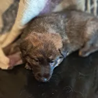 YELLOW, a female Belgian Malinois and German Shepherd Dog for sale in Greensboro, NC – Photo 3 of 3