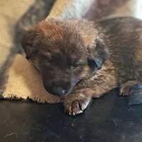 YELLOW, a female Belgian Malinois and German Shepherd Dog for sale in Greensboro, NC – Photo 1 of 3