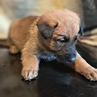 PURPLE, a male Belgian Malinois and German Shepherd Dog for sale in Greensboro, NC – Photo 1 of 3